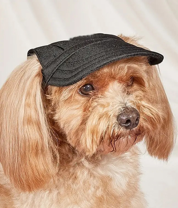 Canvas hat for dog