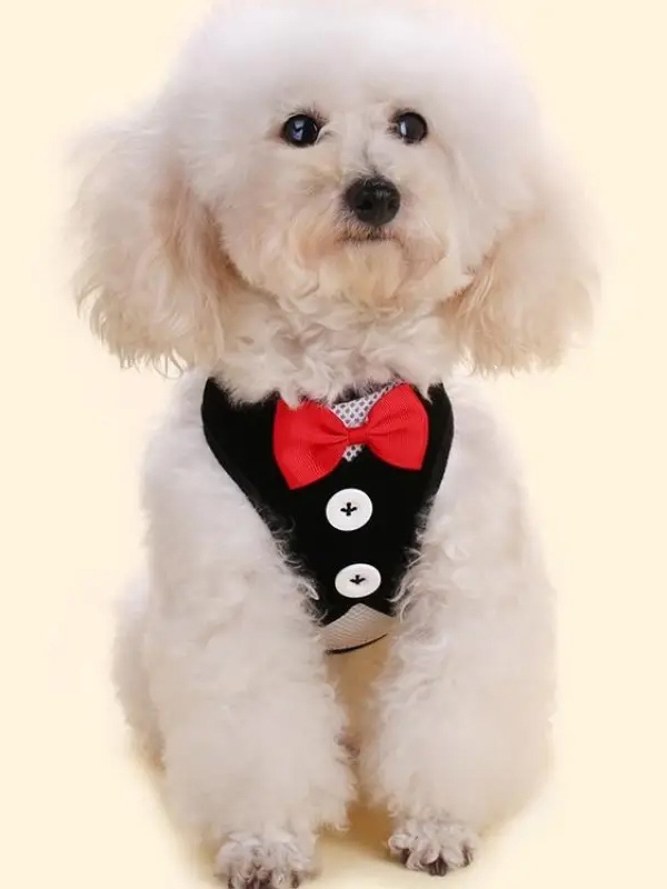Dog tuxedo and leash